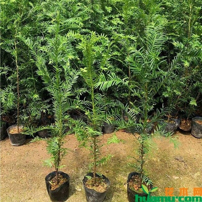 红豆杉 红豆杉