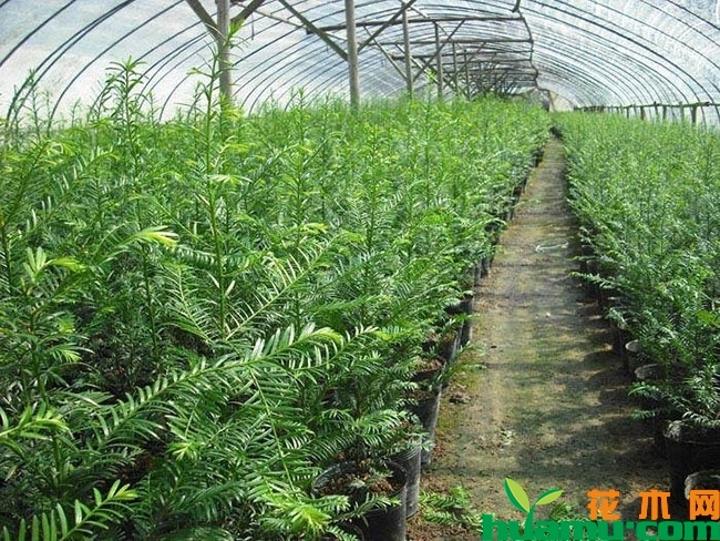 红豆杉 红豆杉