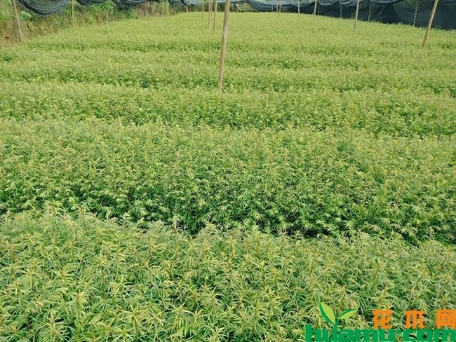 红豆杉 红豆杉