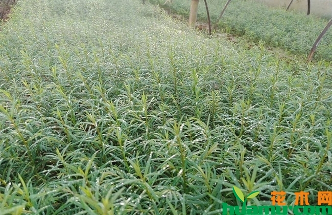 红豆杉 红豆杉