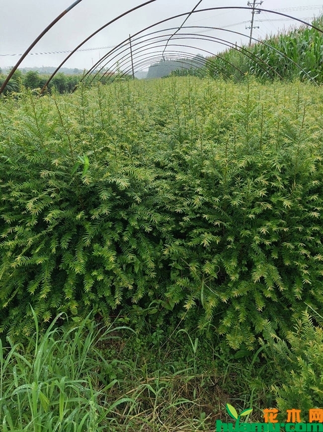 红豆杉苗多少钱一棵?红豆杉树怎么养殖?