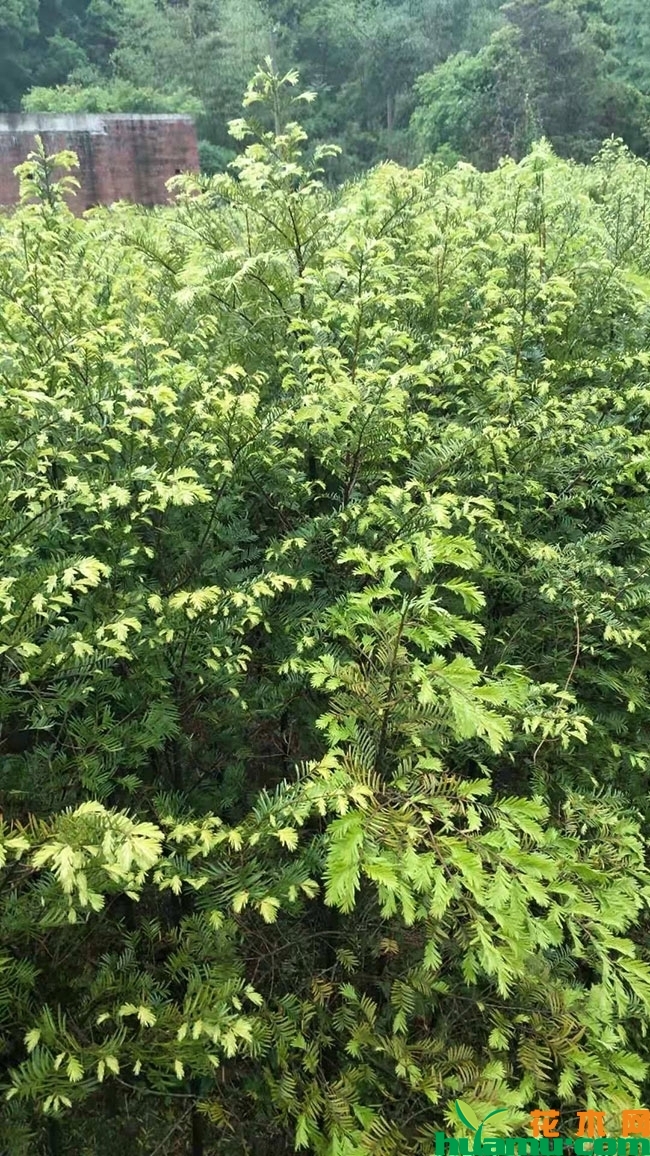 红豆杉苗 红豆杉苗