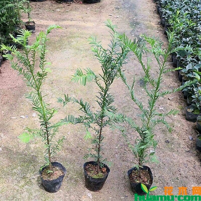 红豆杉 红豆杉