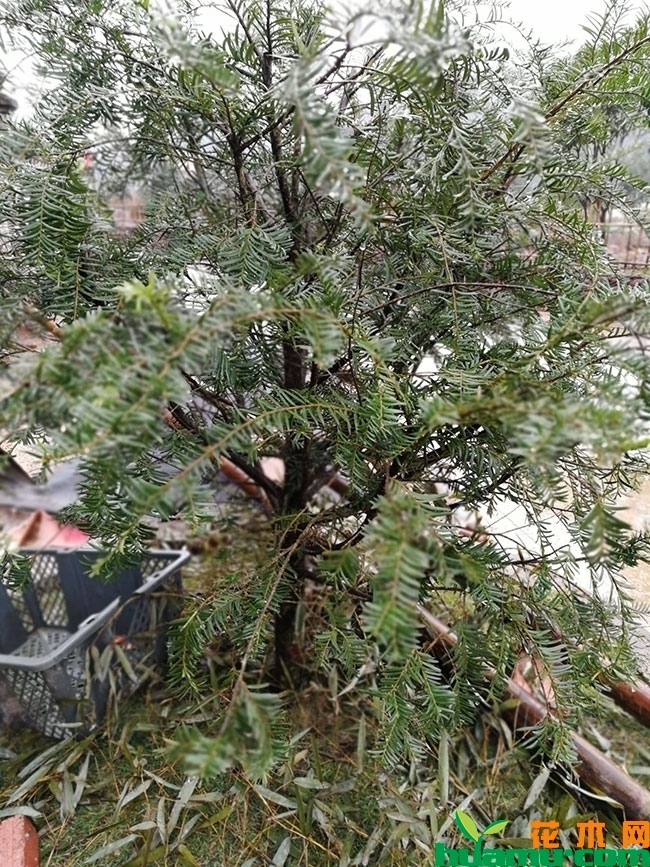 红豆杉苗 红豆杉苗