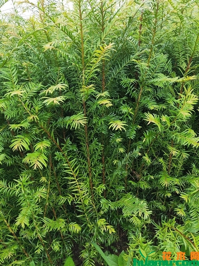 红豆杉价格多少钱一棵?红豆杉种植前景怎么样?