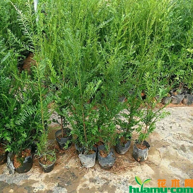 红豆杉 红豆杉