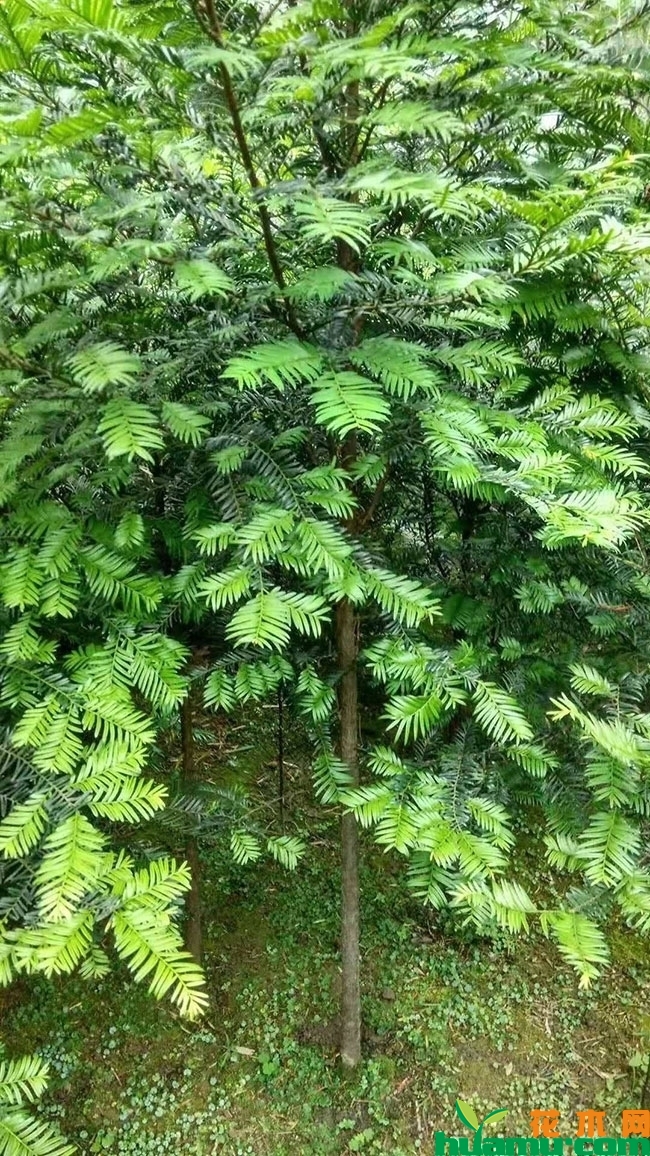 红豆杉 红豆杉