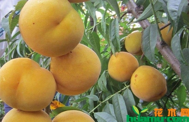 黄桃苗 黄桃苗