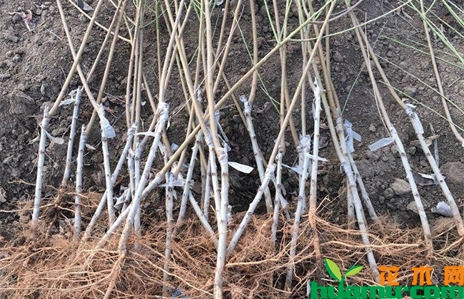 黄桃苗价格多少钱一棵?黄桃适合什么地方种植? 黄桃苗价格多少钱一棵?黄桃适合什么地方种植?
