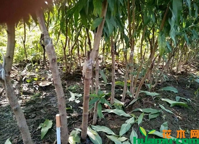 黄桃苗价格多少钱一棵?黄桃适合什么地方种植? 黄桃苗价格多少钱一棵?黄桃适合什么地方种植?