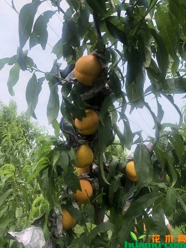 黄桃苗价格多少钱一棵?黄桃适合什么地方种植? 黄桃苗价格多少钱一棵?黄桃适合什么地方种植?