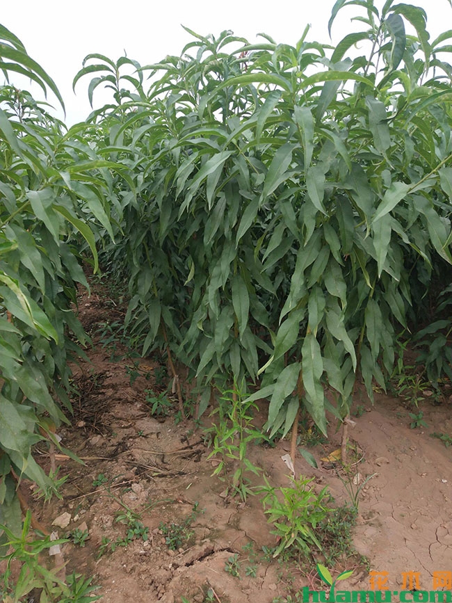 黄桃树苗多少钱一棵?黄桃树苗种植栽培方法 黄桃树苗多少钱一棵?黄桃树苗种植栽培方法