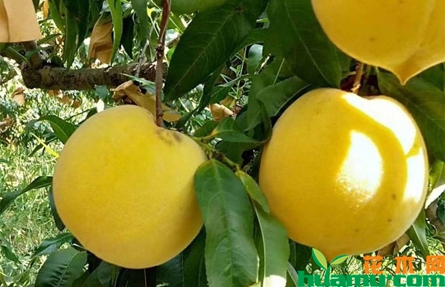 黄桃树苗多少钱一棵?黄桃树苗种植栽培方法 黄桃树苗多少钱一棵?黄桃树苗种植栽培方法