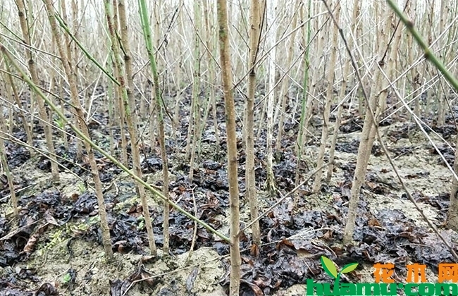 黄桃树苗多少钱一棵?黄桃树苗种植栽培方法 黄桃树苗多少钱一棵?黄桃树苗种植栽培方法