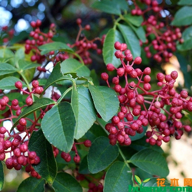花椒树苗价格多少钱一棵?花椒树种植前景怎么样? 花椒树苗价格多少钱一棵?花椒树种植前景怎么样?