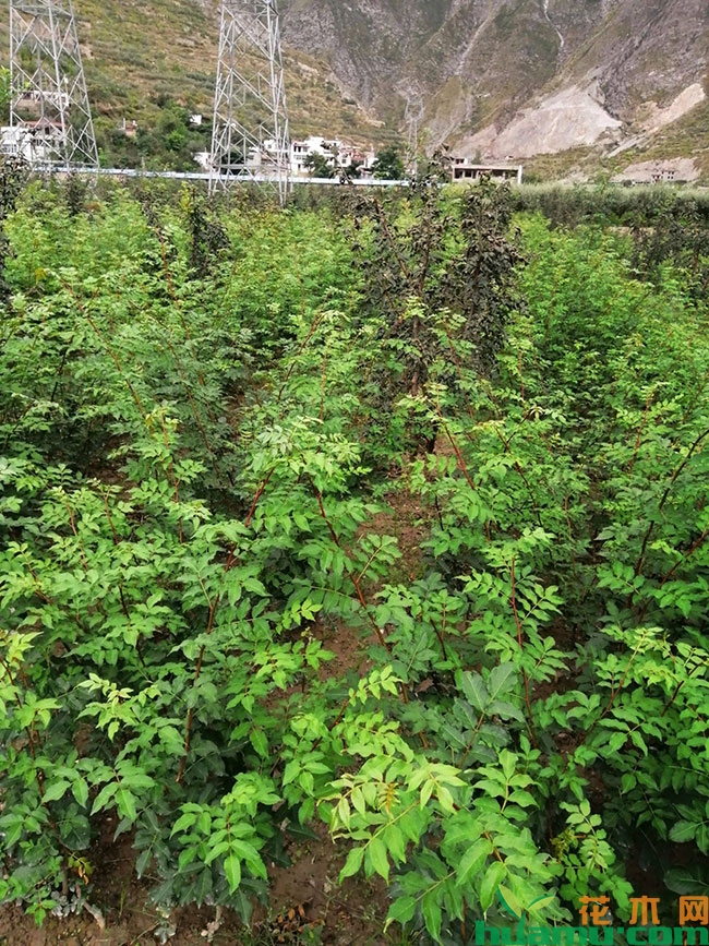 花椒树价格多少钱一棵?花椒树的种植技术介绍