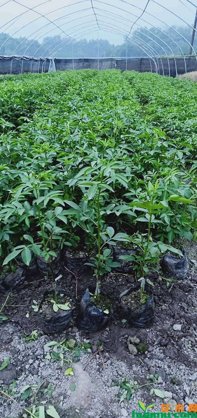 花椒树苗价格多少钱一棵?花椒树种植前景怎么样? 花椒树苗价格多少钱一棵?花椒树种植前景怎么样?
