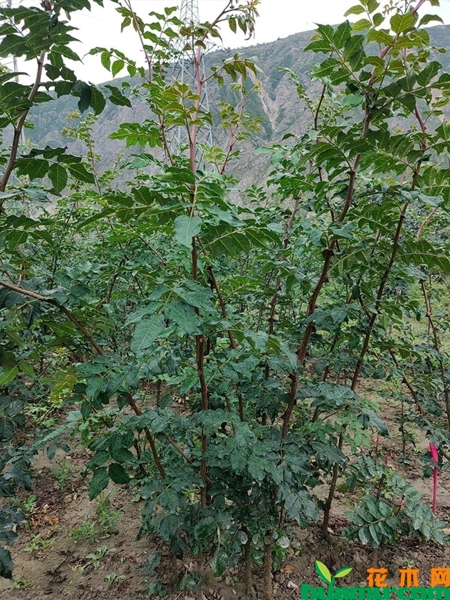花椒苗