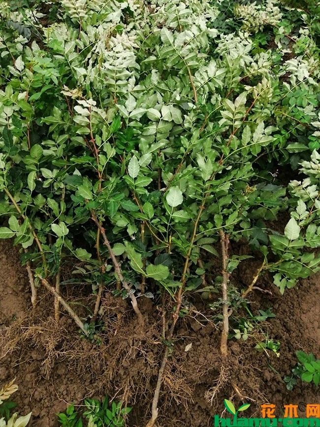花椒树苗价格多少钱一棵?花椒树种植前景怎么样? 花椒树苗价格多少钱一棵?花椒树种植前景怎么样?
