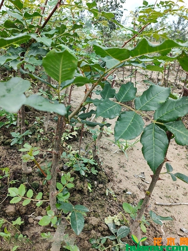 四川花椒多少钱一斤?花椒树苗的种植方法