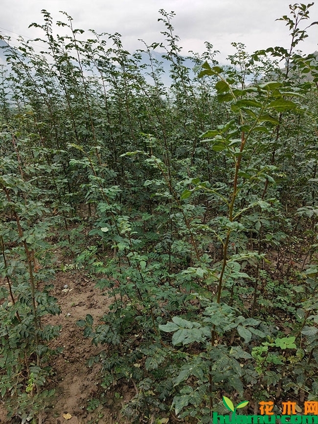 四川花椒多少钱一斤?花椒树苗的种植方法 四川花椒多少钱一斤?花椒树苗的种植方法