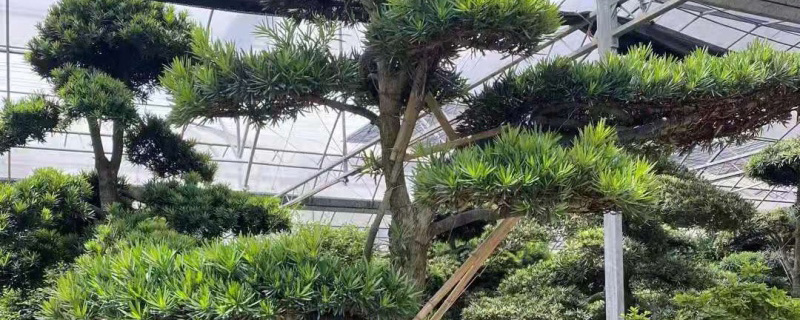 10公分罗汉松价格多少钱一棵