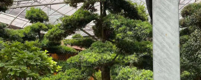 八公分罗汉松多少钱一棵