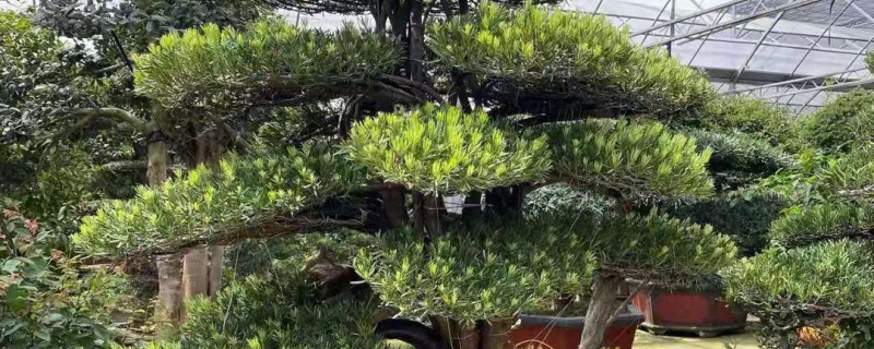 5公分罗汉松多少钱一棵