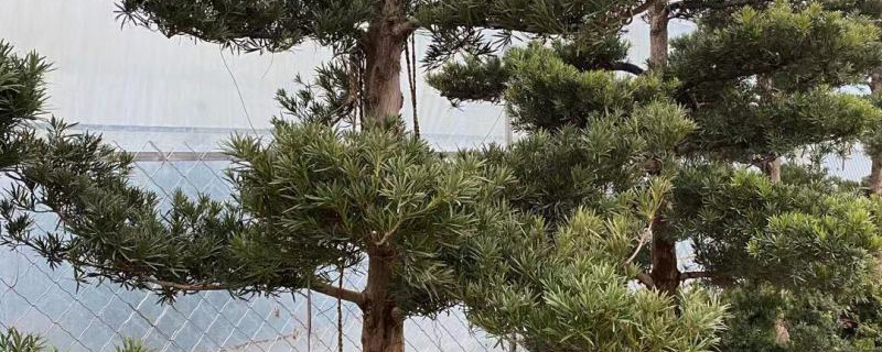 6公分罗汉松价格多少钱一棵
