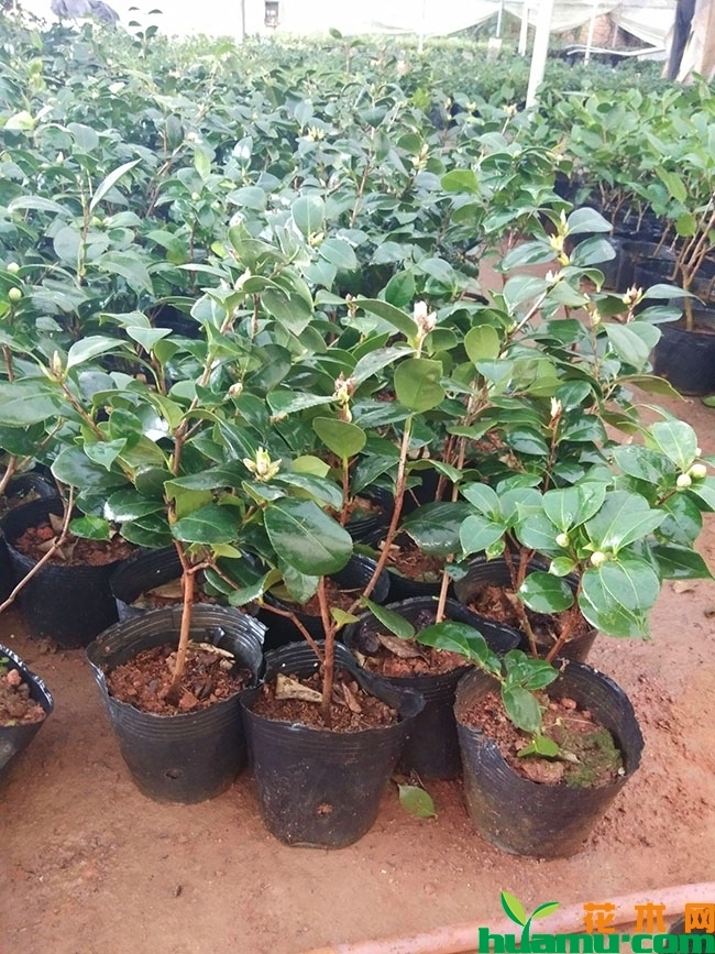 茶花小苗价格多少钱一棵?茶花小苗养殖方法有哪些?