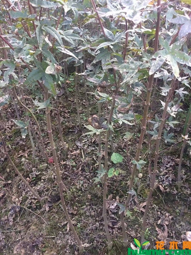 日本红枫小苗价格多少钱一棵?红枫小苗种植技术有哪些? 日本红枫小苗价格多少钱一棵?红枫小苗种植技术有哪些?