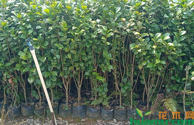 茶花小苗价格多少钱一棵?茶花小苗养殖方法有哪些? 茶花小苗价格多少钱一棵?茶花小苗养殖方法有哪些?