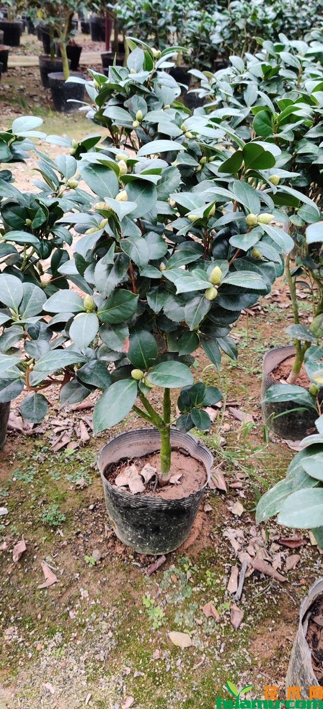 茶花小苗价格多少钱一棵?茶花小苗养殖方法有哪些? 茶花小苗价格多少钱一棵?茶花小苗养殖方法有哪些?