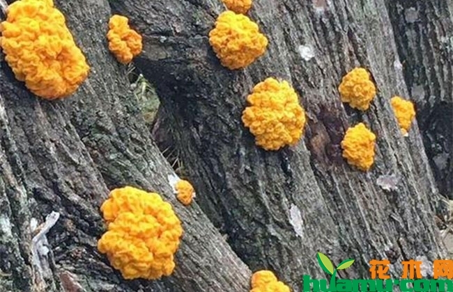 黄金银耳的种植前景 黄金银耳的种植前景