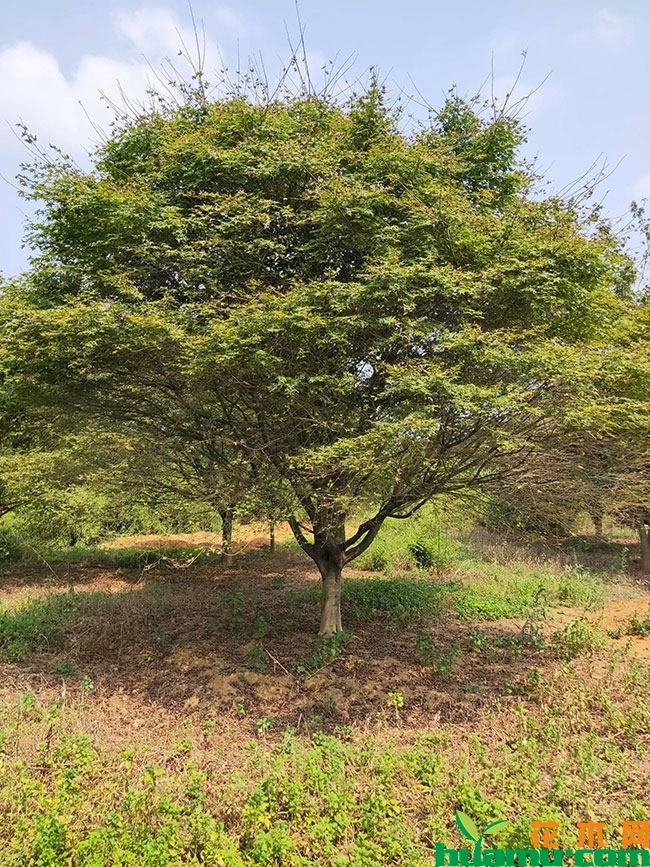 日本红枫小苗价格多少钱一棵?红枫小苗种植技术有哪些? 日本红枫小苗价格多少钱一棵?红枫小苗种植技术有哪些?