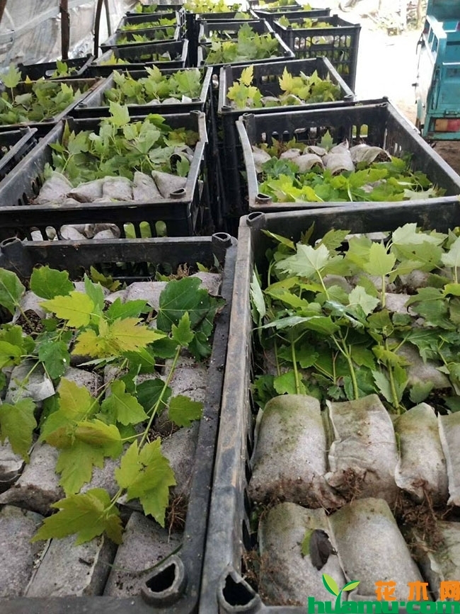 美国红枫小苗多少钱一棵?美国红枫小苗种植管理技术有哪些? 美国红枫小苗多少钱一棵?美国红枫小苗种植管理技术有哪些?