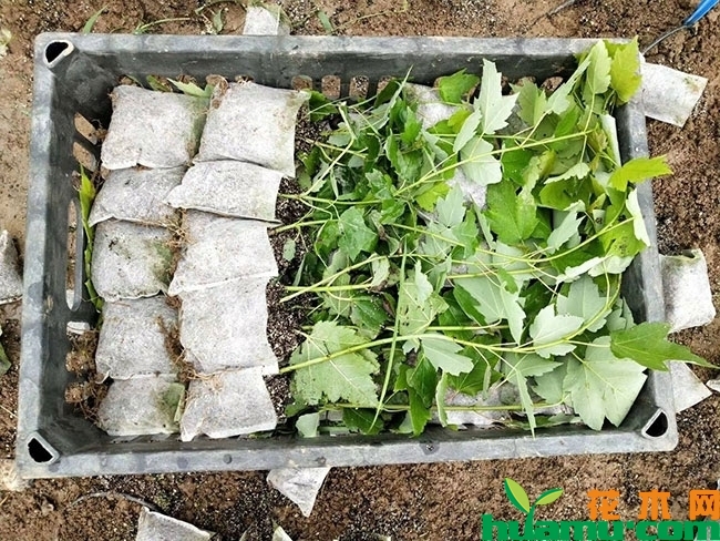 美国红枫小苗多少钱一棵?美国红枫小苗种植管理技术有哪些? 美国红枫小苗多少钱一棵?美国红枫小苗种植管理技术有哪些?