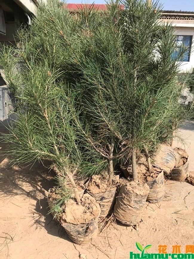 白皮松小苗 白皮松小苗