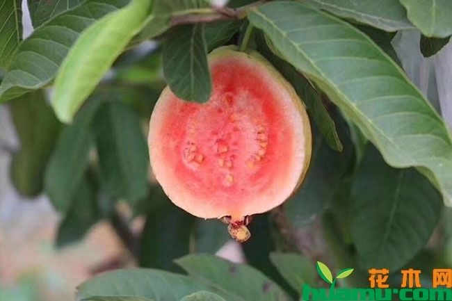 红心芭乐苗多少钱一棵?红心芭乐种植与管理方法 红心芭乐苗多少钱一棵?红心芭乐种植与管理方法
