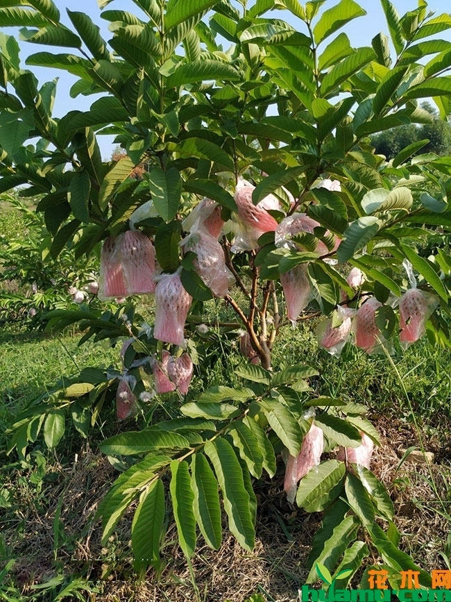 红心芭乐苗多少钱一棵?红心芭乐种植与管理方法 红心芭乐苗多少钱一棵?红心芭乐种植与管理方法