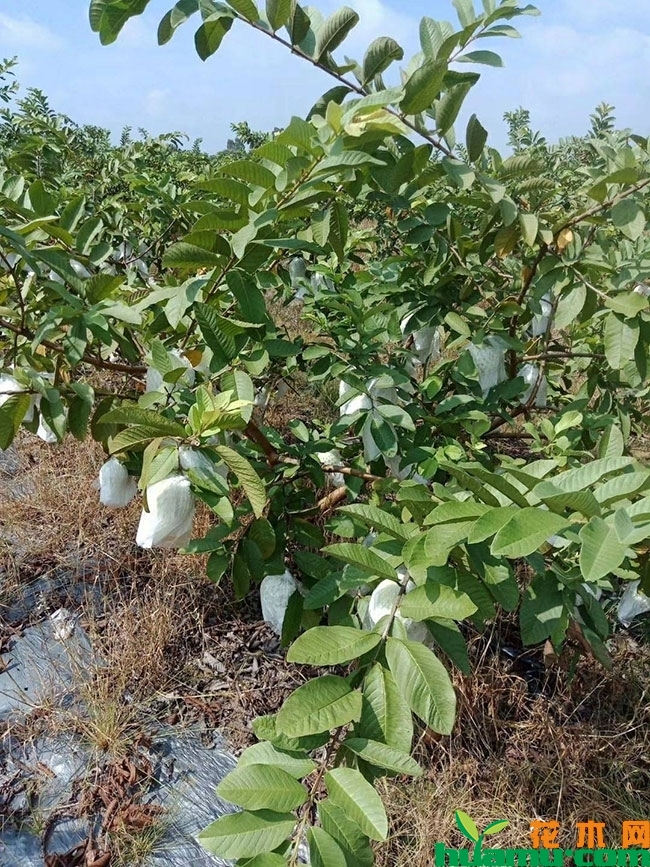 红心芭乐苗多少钱一棵?红心芭乐种植与管理方法 红心芭乐苗多少钱一棵?红心芭乐种植与管理方法