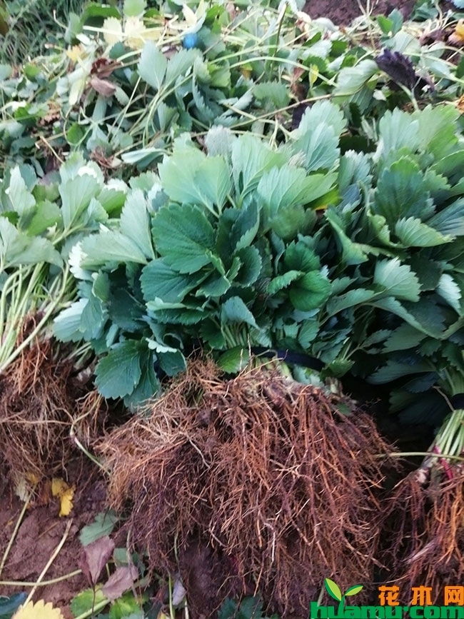妙香草莓苗价格多少钱一棵?妙香草莓苗种植前景如何? 妙香草莓苗价格多少钱一棵?妙香草莓苗种植前景如何?