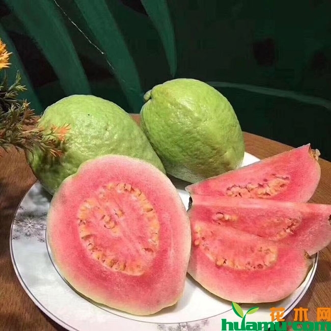 红心芭乐苗多少钱一棵?红心芭乐种植与管理方法 红心芭乐苗多少钱一棵?红心芭乐种植与管理方法