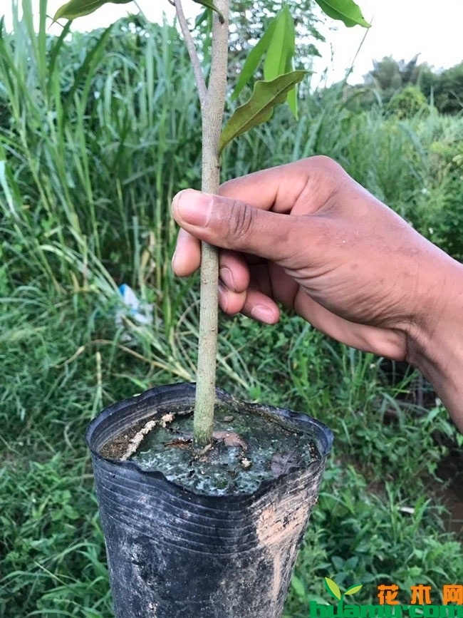 沉香树苗多少钱一棵?沉香树苗种植前景怎么样?