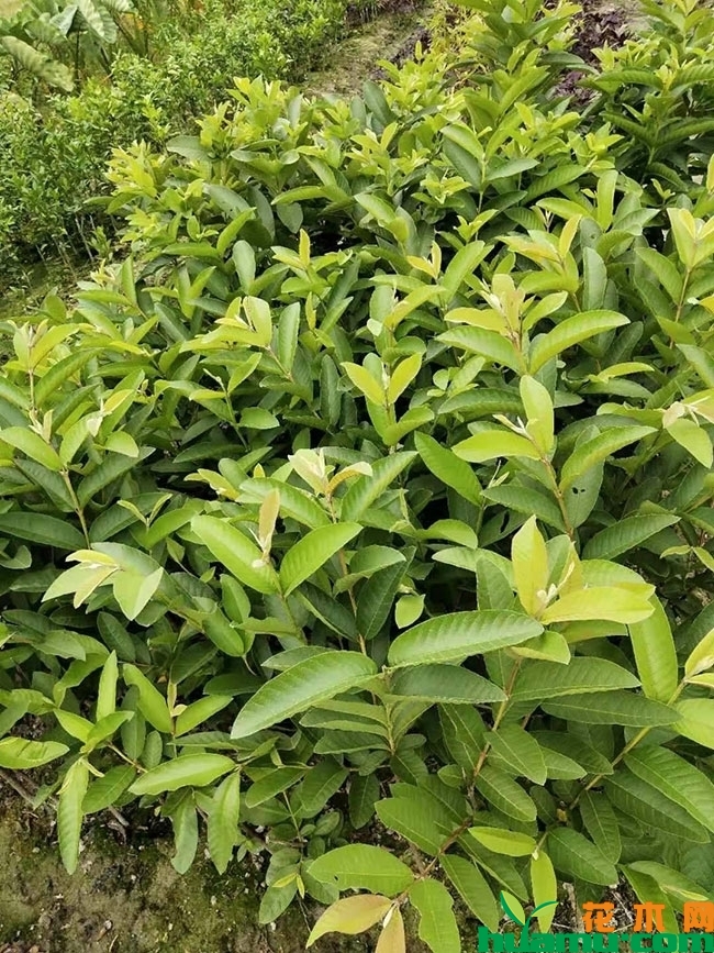 红心芭乐苗多少钱一棵?红心芭乐种植与管理方法 红心芭乐苗多少钱一棵?红心芭乐种植与管理方法