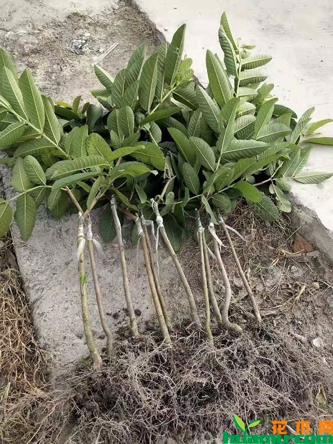 红心芭乐苗多少钱一棵?红心芭乐种植与管理方法 红心芭乐苗多少钱一棵?红心芭乐种植与管理方法