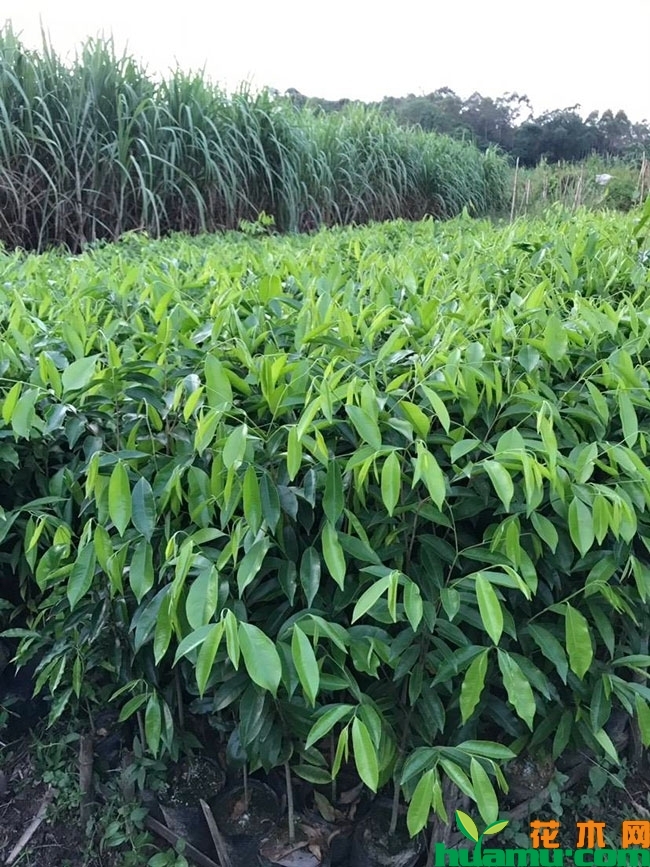 沉香树苗