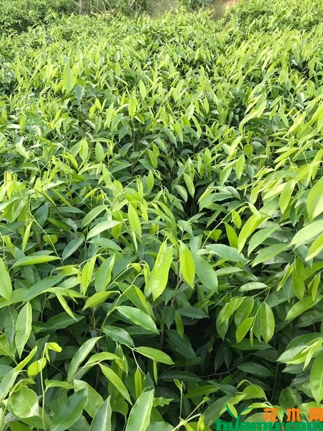 沉香树苗