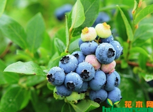 蓝莓苗多少钱一棵？蓝莓苗品种哪个好？