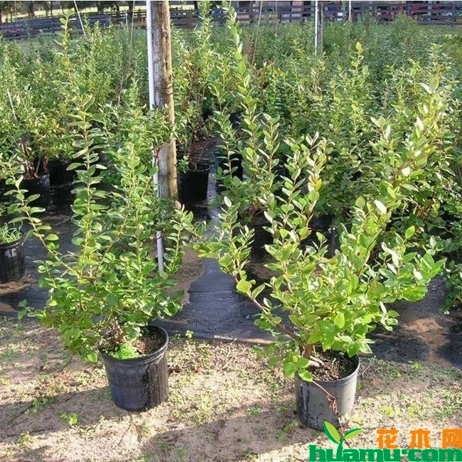 蓝莓苗品种哪个好？